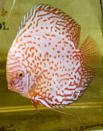 espèce : Symphysodon aequifasciatus ref: D-Selec