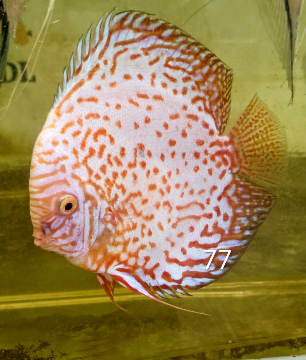Discus-selection-77