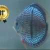 Discus Maze Heckel Cross