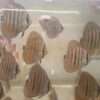 Discus croisement Wild Golden central bar x Maze Heckel Cross