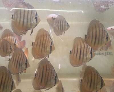 Discus croisement Wild Golden central bar x Maze Heckel Cross