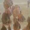Discus croisement Wild Golden central bar x Maze Heckel Cross