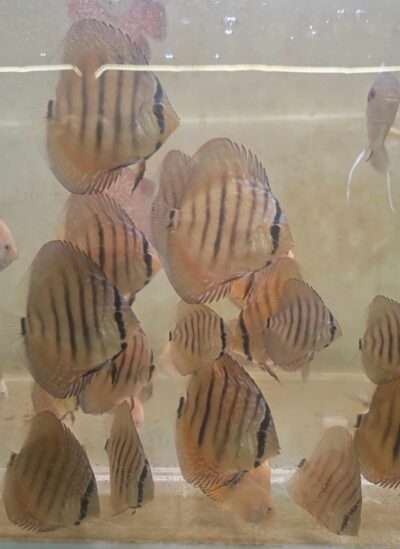 Discus croisement Wild Golden central bar x Maze Heckel Cross