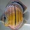 Discus Wild Golden central bar