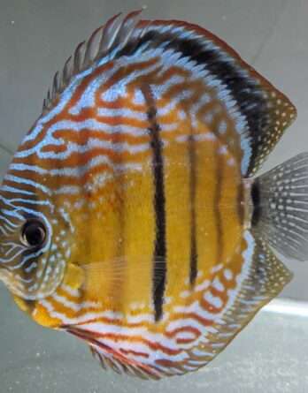 sauvage-yellow-centrale-bar-gauche (3) Discus Wild Golden central bar