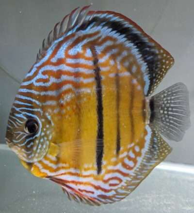 Discus Wild Golden central bar