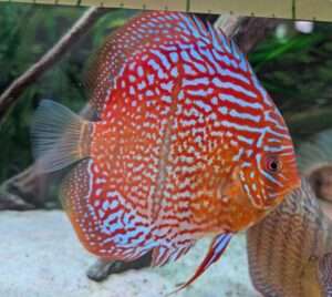 Discus Red Santarem x Heckel cross red (ica type)