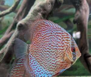 Discus Wild Téfé x Léopard