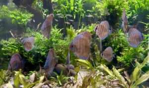 Discus ICA JDL