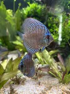 Discus ICA JDL