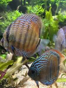 Discus ICA JDL