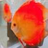 Discus-Pure-Melon-couple Discus-Pure-Melon