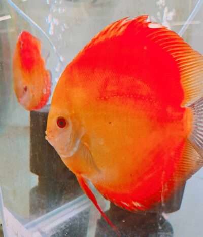 Discus-Pure-Melon-couple Discus-Pure-Melon
