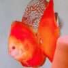 Discus-Pure-Melon-femelle Discus-Pure-Melon-femelle