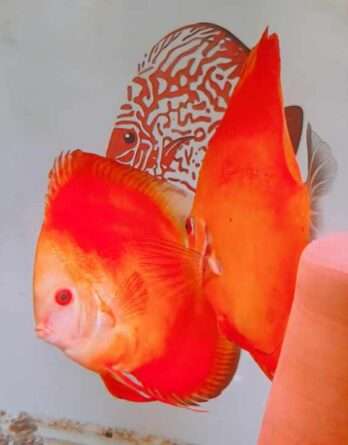 Discus-Pure-Melon-femelle