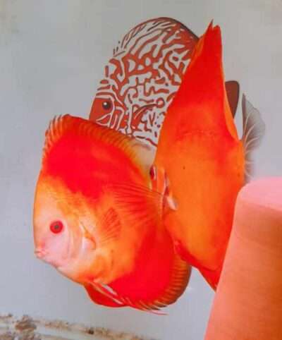 Discus-Pure-Melon-femelle Discus-Pure-Melon-femelle