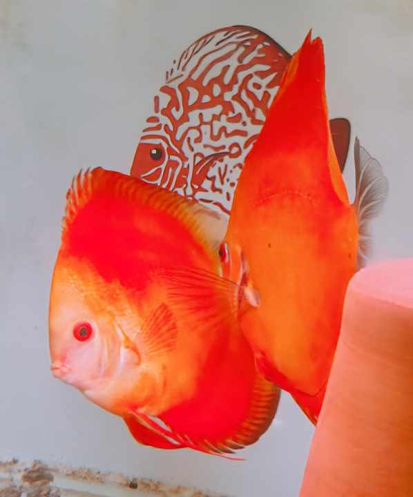 Discus-Pure-Melon-femelle