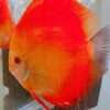 Discus-Pure-Melon-male Discus-Pure-Melon-male