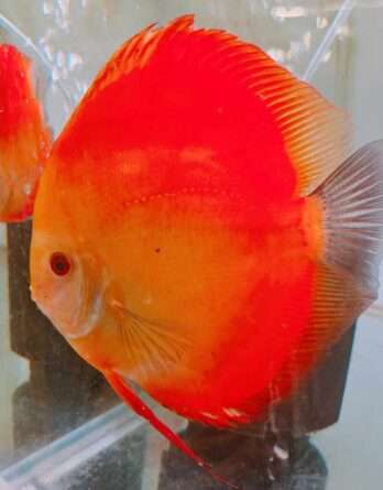 Discus-Pure-Melon-male