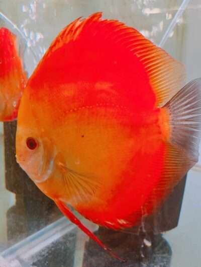 Discus-Pure-Melon-male Discus-Pure-Melon-male